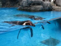 [鳥羽水族館]ぺんぎん