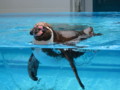 [鳥羽水族館]ぺんぎん