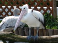 [鳥羽水族館]ぺりかん