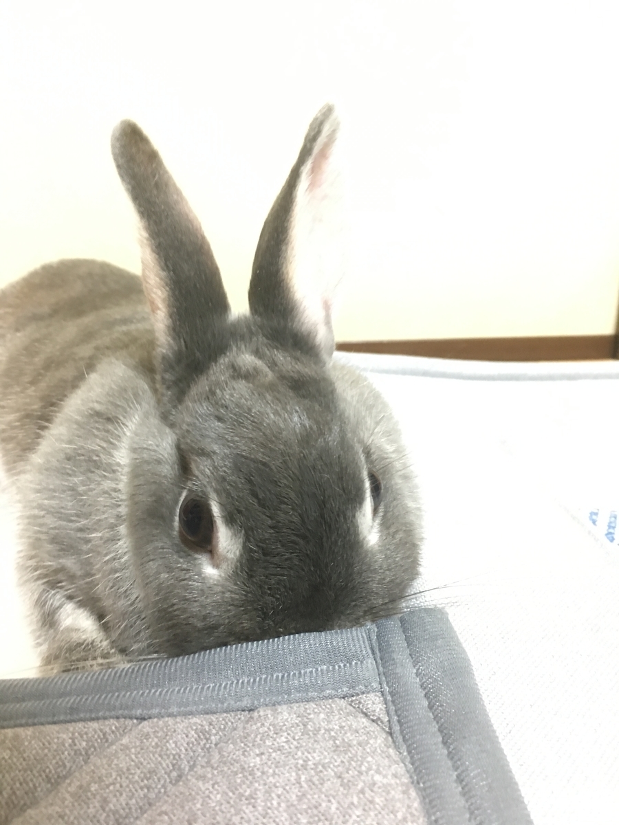f:id:nekodanshakuxyz:20190720185641j:plain f:id:nekodanshakuxyz:20190720185641j:plain