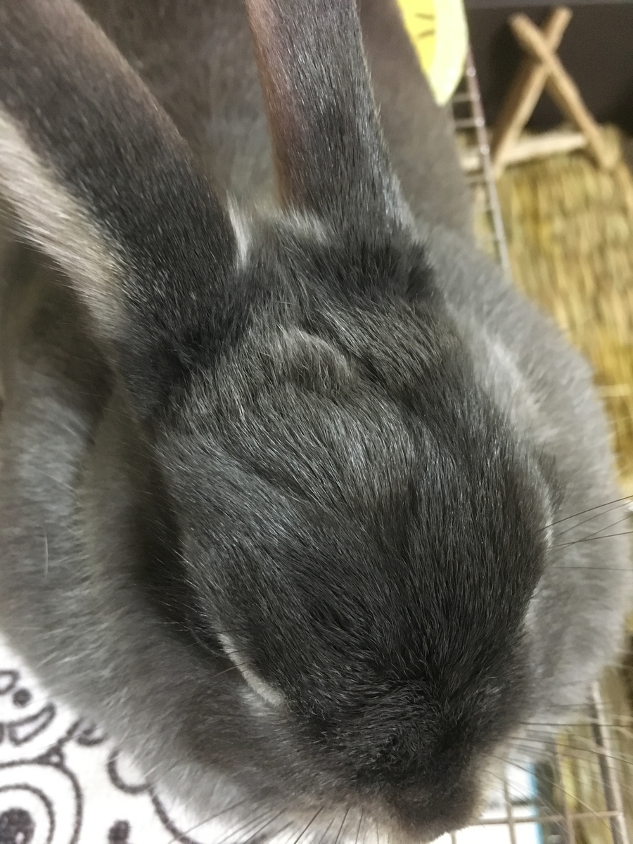 f:id:nekodanshakuxyz:20190724191149j:plain f:id:nekodanshakuxyz:20190724191149j:plain