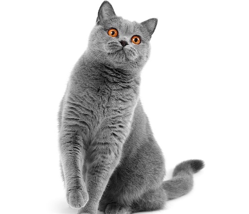 f:id:nekogatarin:20220125211335j:image f:id:nekogatarin:20220125211335j:image