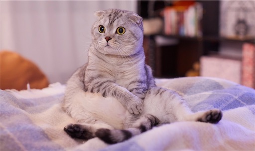 f:id:nekogatarin:20220125211811j:image f:id:nekogatarin:20220125211811j:image