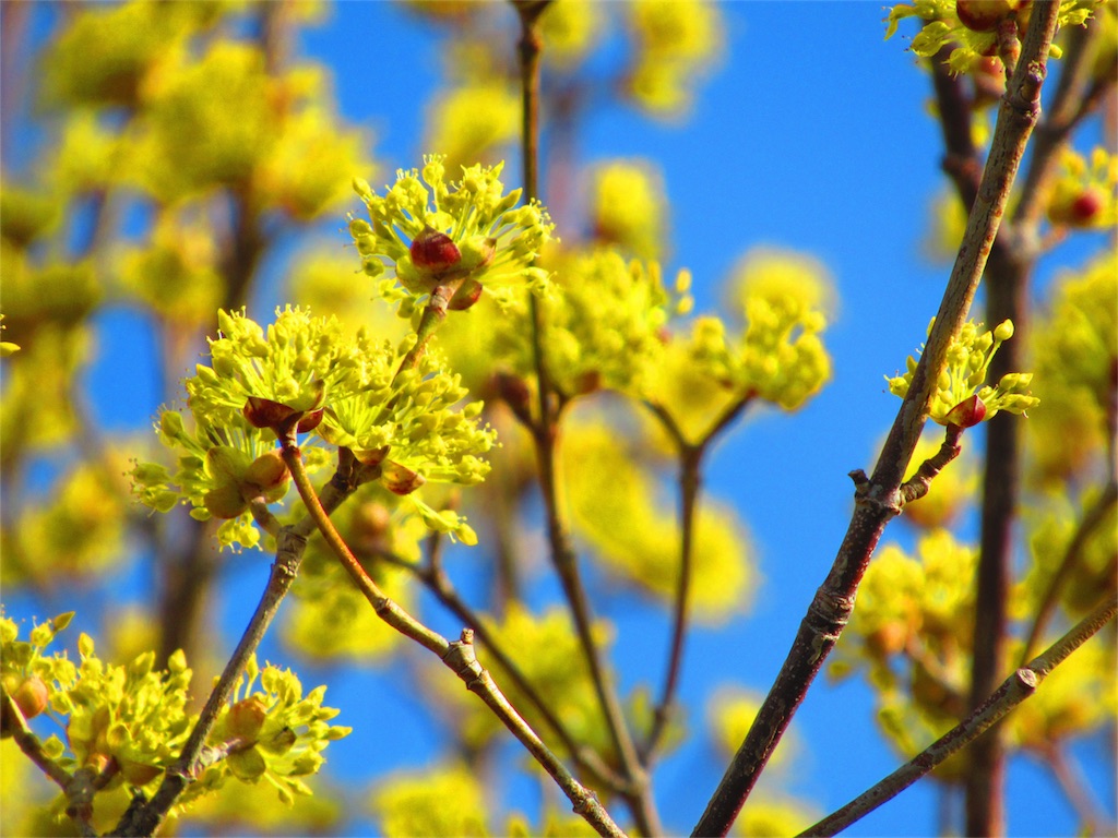 春の花木 天色の好きなこと