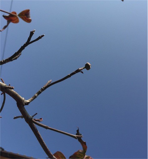 秋から冬へハナミズキと利休梅 Nekoはち日記