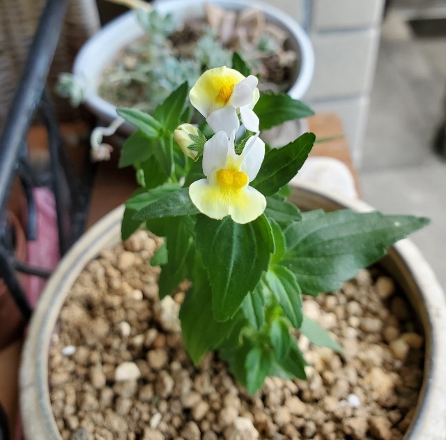 小さな苗で届いたん花ネメシア レモンスカッシュ が咲いた Nekoはち日記