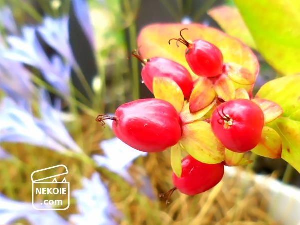 f:id:nekohaus:20160701223435j:plain