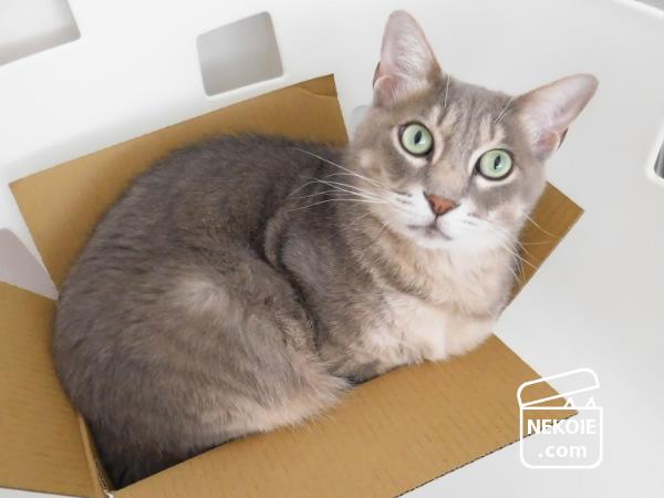 f:id:nekohaus:20160709204010j:plain