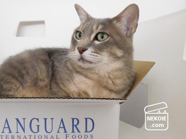 f:id:nekohaus:20160709204011j:plain