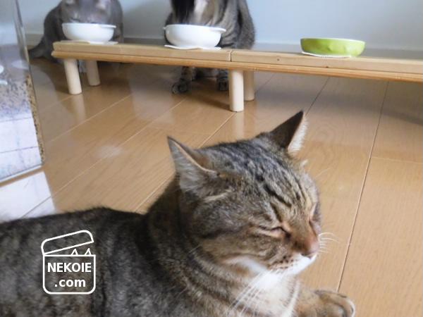 f:id:nekohaus:20160727194114j:plain