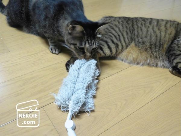 f:id:nekohaus:20161003195617j:plain f:id:nekohaus:20161003195617j:plain