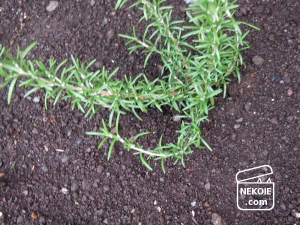 f:id:nekohaus:20161009202245j:plain