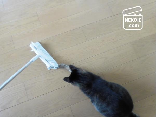 f:id:nekohaus:20161020192822j:plain f:id:nekohaus:20161020192822j:plain