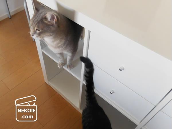 f:id:nekohaus:20161101185550j:plain