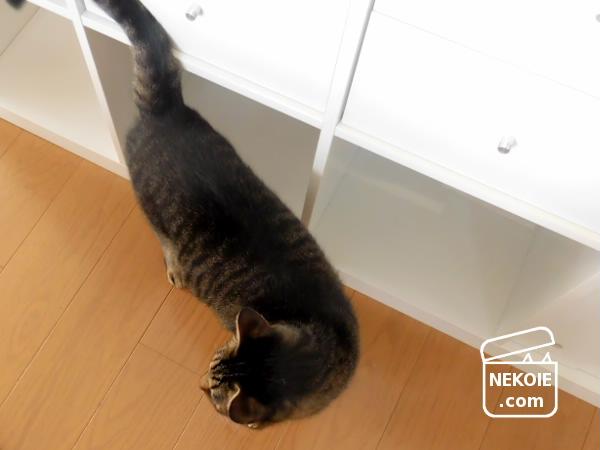 f:id:nekohaus:20161101185551j:plain