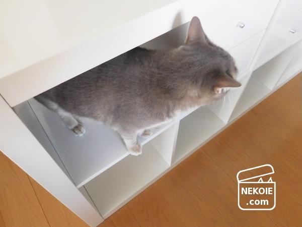 f:id:nekohaus:20161101185552j:plain