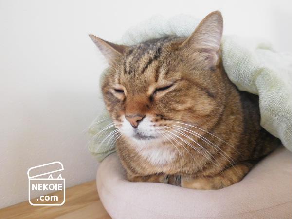 f:id:nekohaus:20161104200110j:plain