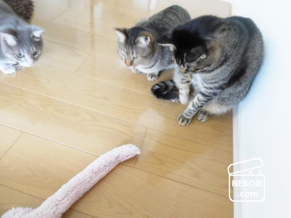 f:id:nekohaus:20161107211927j:plain f:id:nekohaus:20161107211927j:plain