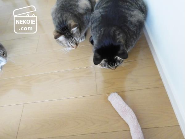 f:id:nekohaus:20161107211928j:plain f:id:nekohaus:20161107211928j:plain