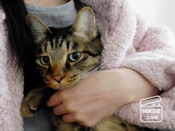 f:id:nekohaus:20161107211929j:plain f:id:nekohaus:20161107211929j:plain