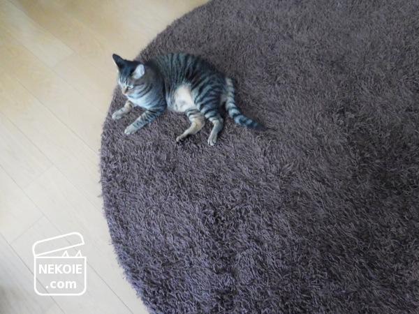 f:id:nekohaus:20161109211039j:plain