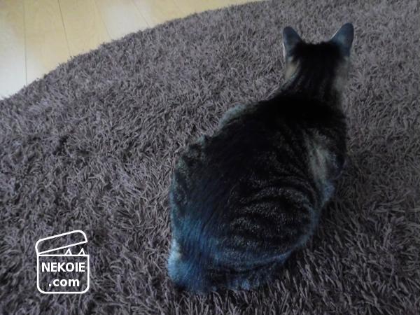 f:id:nekohaus:20161109211040j:plain