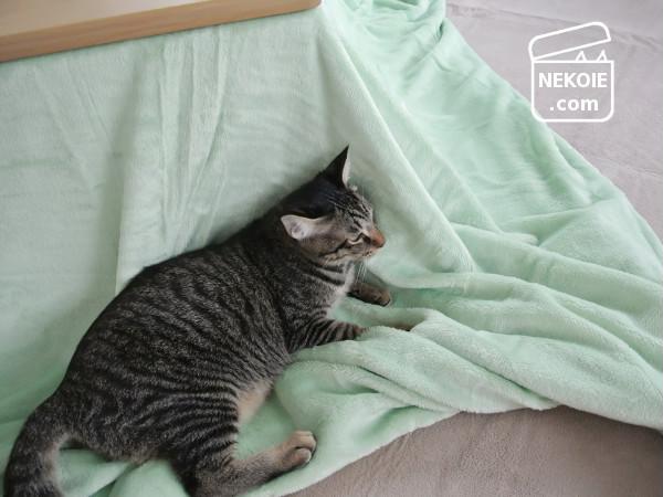 f:id:nekohaus:20161121213443j:plain f:id:nekohaus:20161121213443j:plain