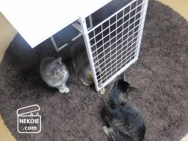 f:id:nekohaus:20161121213450j:plain f:id:nekohaus:20161121213450j:plain