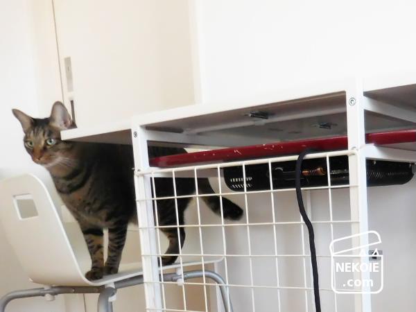 f:id:nekohaus:20161121213452j:plain f:id:nekohaus:20161121213452j:plain