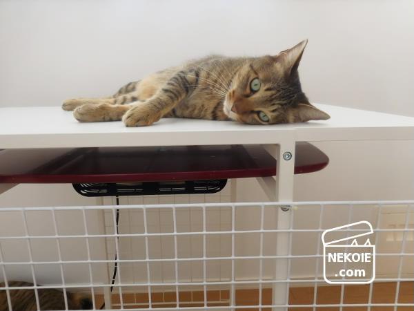 f:id:nekohaus:20161121213458j:plain f:id:nekohaus:20161121213458j:plain