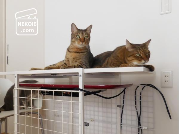 f:id:nekohaus:20161121213500j:plain f:id:nekohaus:20161121213500j:plain