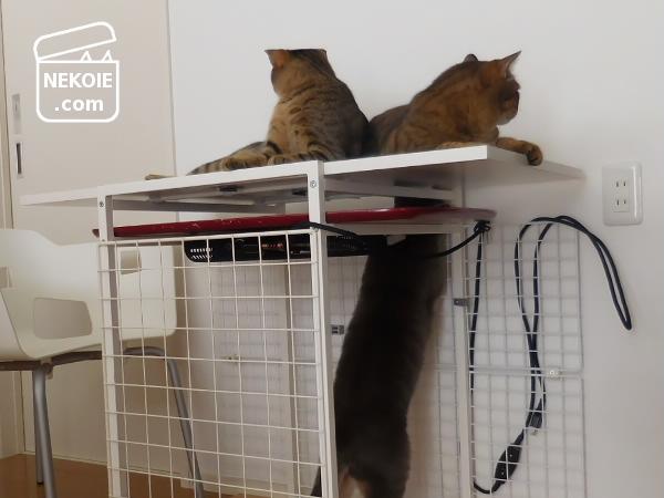 f:id:nekohaus:20161121213501j:plain f:id:nekohaus:20161121213501j:plain