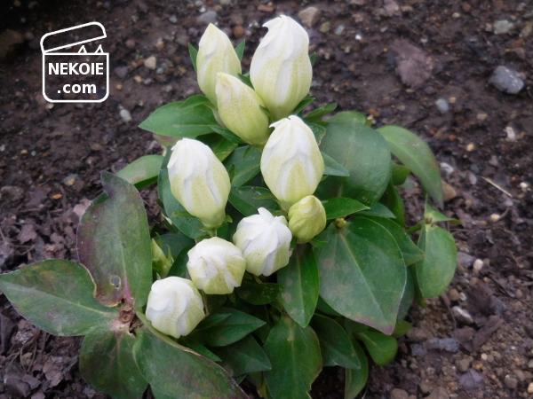 f:id:nekohaus:20161204195245j:plain f:id:nekohaus:20161204195245j:plain