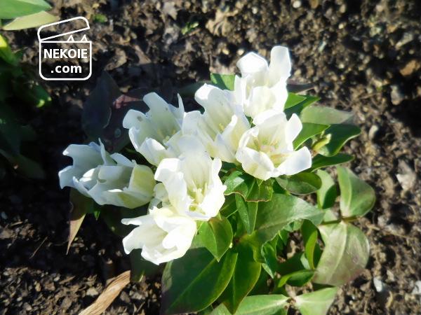 f:id:nekohaus:20161204195247j:plain f:id:nekohaus:20161204195247j:plain