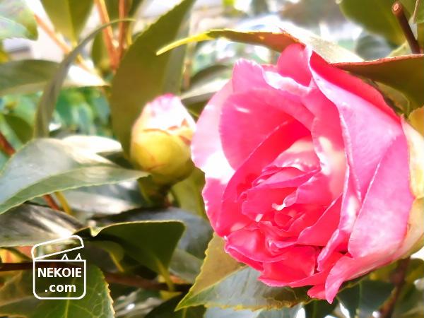 f:id:nekohaus:20161204195249j:plain f:id:nekohaus:20161204195249j:plain