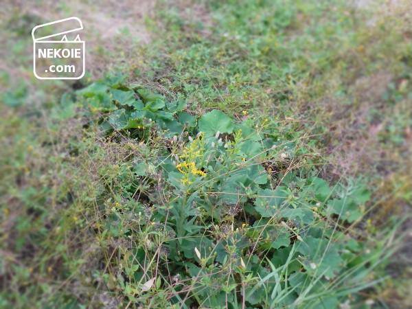 f:id:nekohaus:20161204195250j:plain f:id:nekohaus:20161204195250j:plain