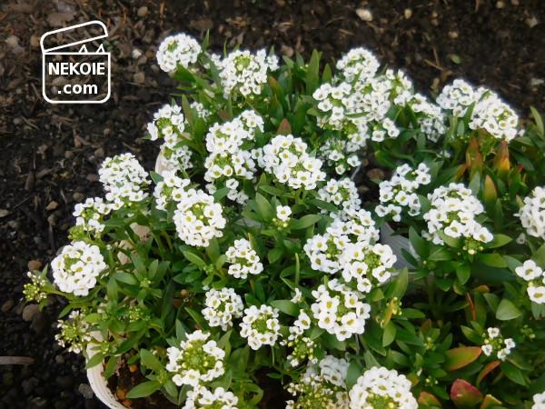 f:id:nekohaus:20161204195252j:plain f:id:nekohaus:20161204195252j:plain