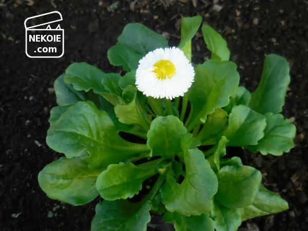 f:id:nekohaus:20161204195253j:plain f:id:nekohaus:20161204195253j:plain