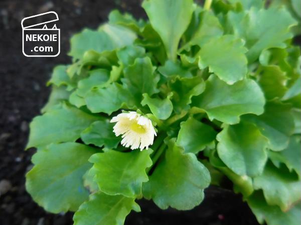 f:id:nekohaus:20161204195254j:plain f:id:nekohaus:20161204195254j:plain