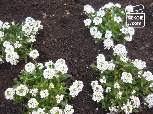 f:id:nekohaus:20161204195255j:plain f:id:nekohaus:20161204195255j:plain