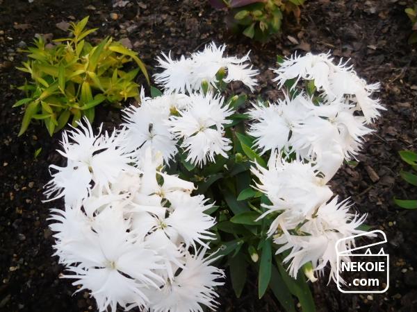 f:id:nekohaus:20161204195256j:plain f:id:nekohaus:20161204195256j:plain