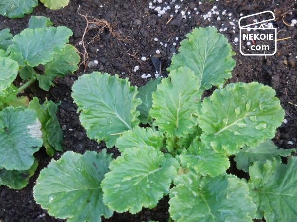 f:id:nekohaus:20161204195258j:plain f:id:nekohaus:20161204195258j:plain