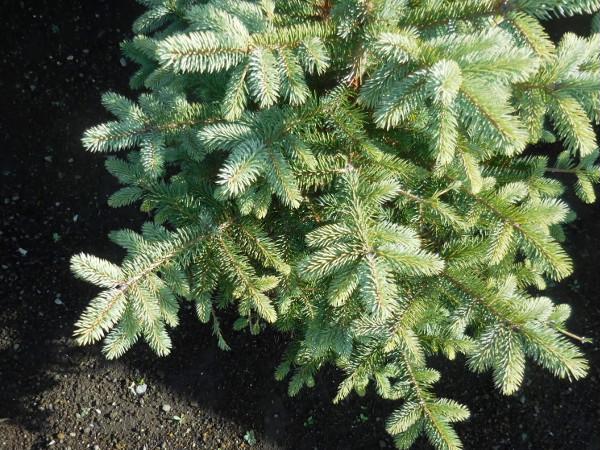 f:id:nekohaus:20161204195259j:plain f:id:nekohaus:20161204195259j:plain