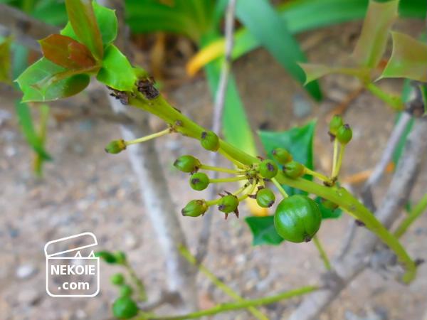 f:id:nekohaus:20161204195304j:plain f:id:nekohaus:20161204195304j:plain