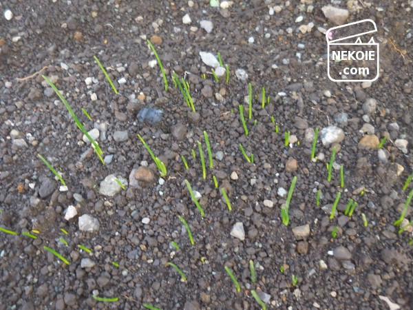 f:id:nekohaus:20161204213902j:plain f:id:nekohaus:20161204213902j:plain