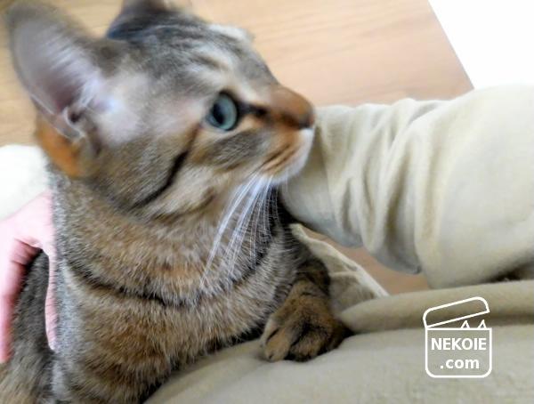 f:id:nekohaus:20170118203523j:plain