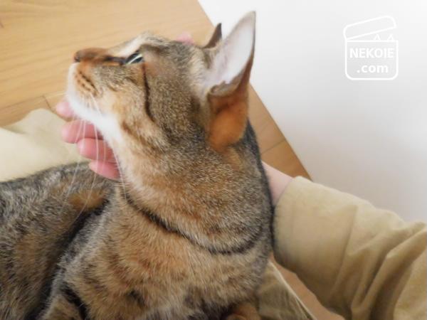 f:id:nekohaus:20170118203524j:plain