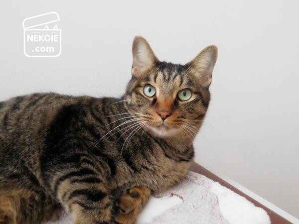 f:id:nekohaus:20170118213831j:plain