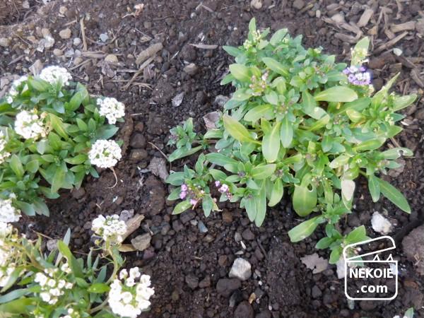 f:id:nekohaus:20170206220950j:plain