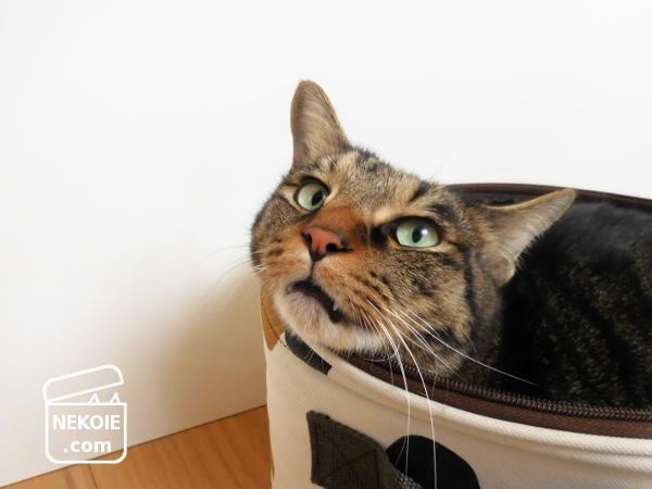 f:id:nekohaus:20170206220951j:plain